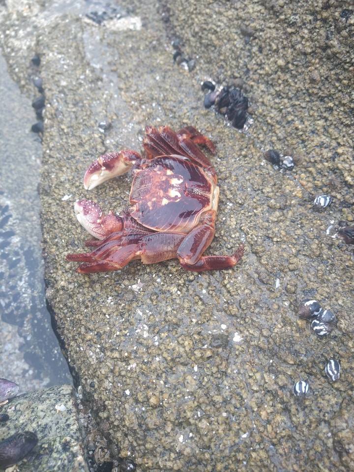 cangrejo Maintecillo Chile