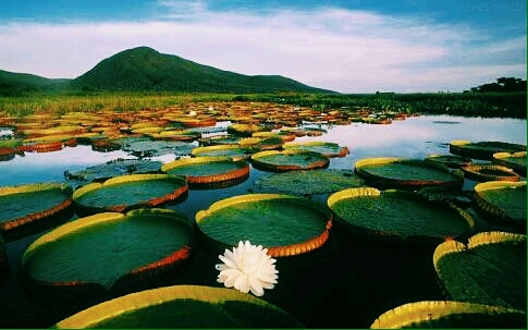 victor regia