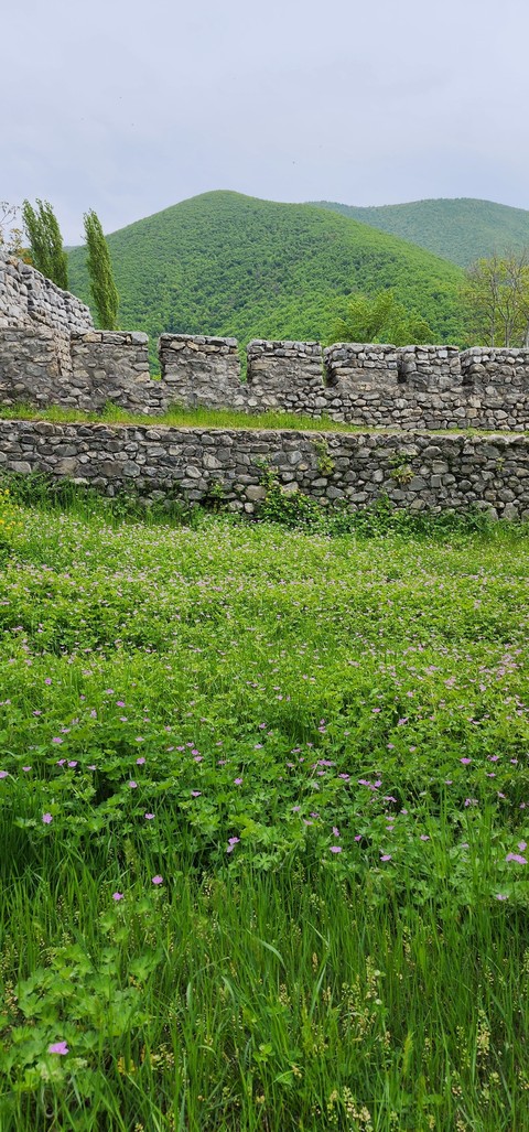 sfondi meadow, green