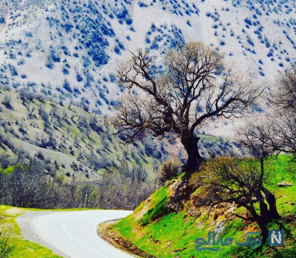 زیبایی