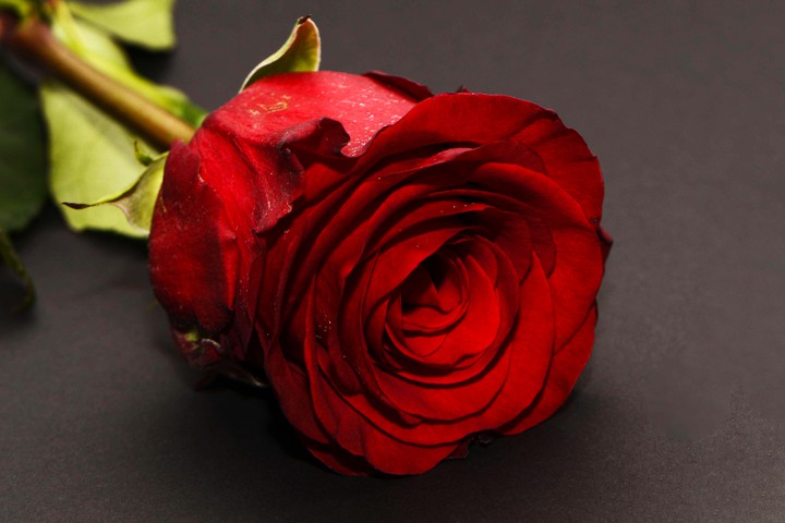 valentine ❤️ Rose...