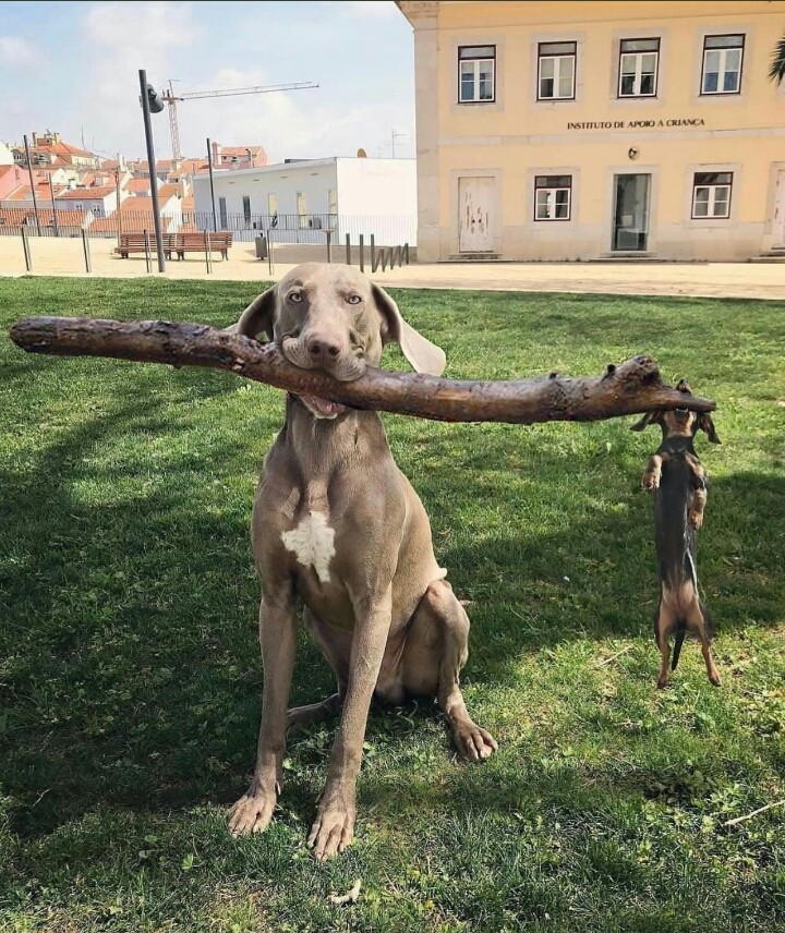 Dogs