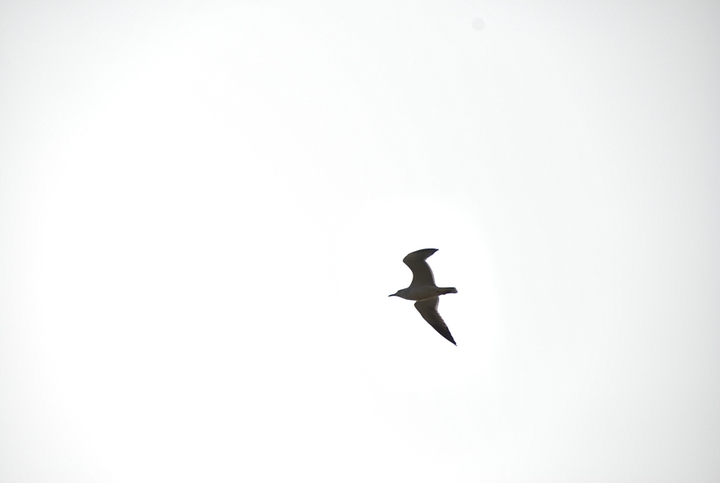 seagull
