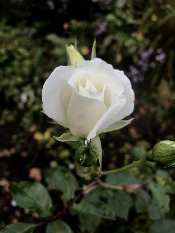 white Rose