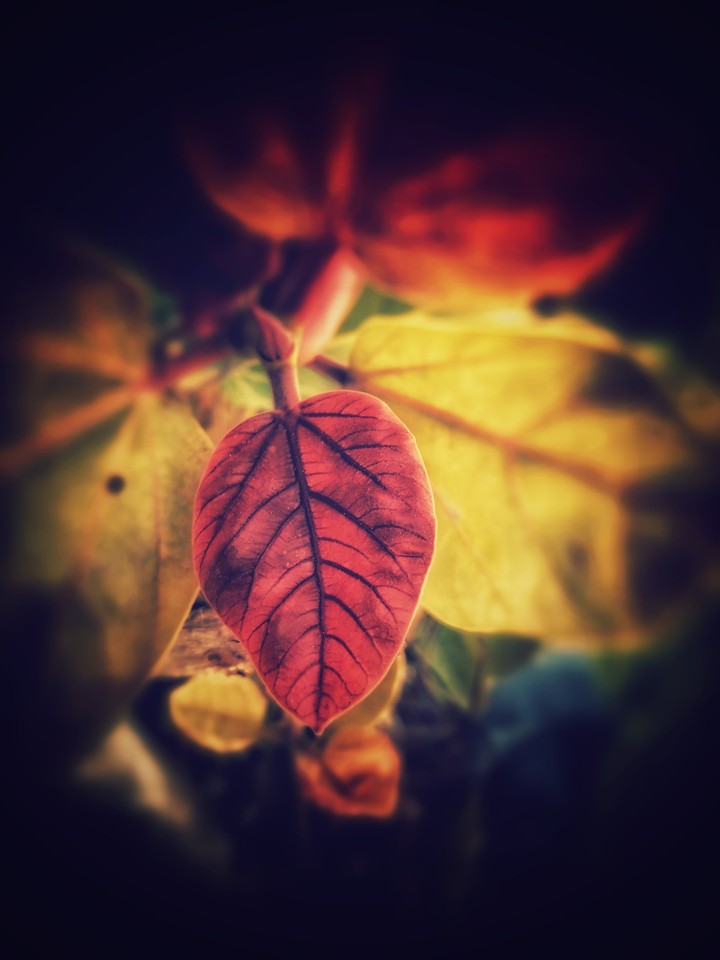 Leaf