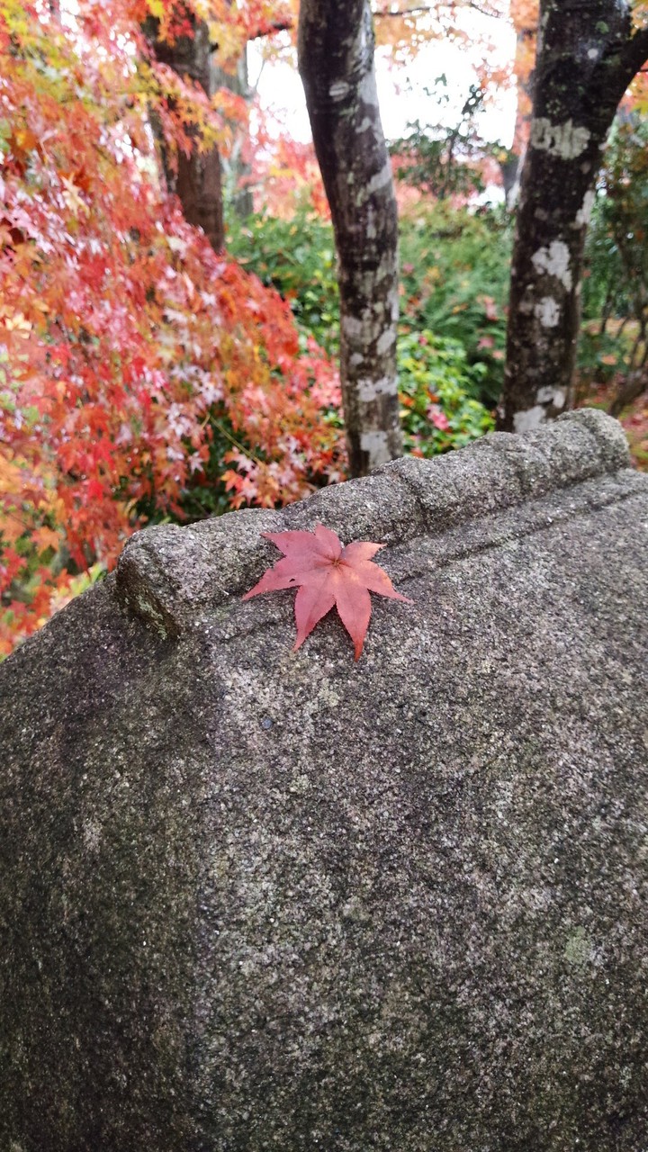 紅葉