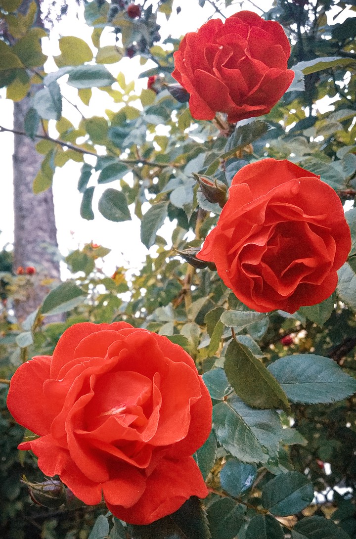 Summer rose flowers
