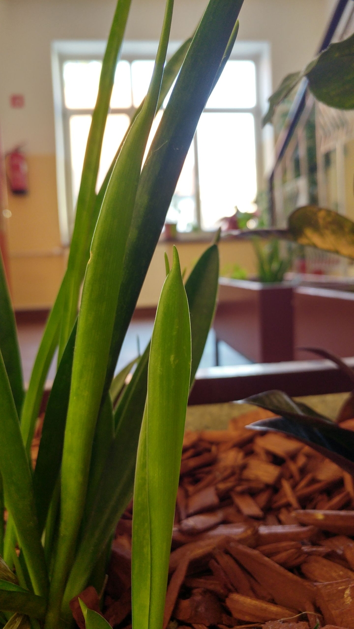 indoor plant
