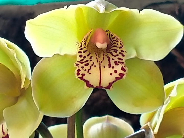 Flower