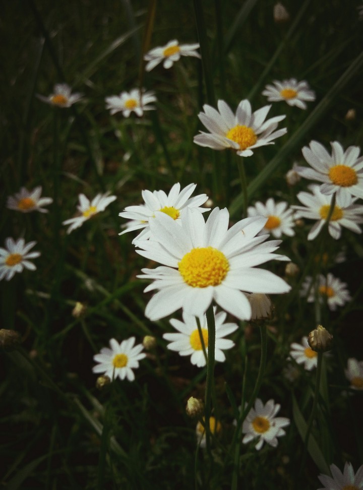 flowers)