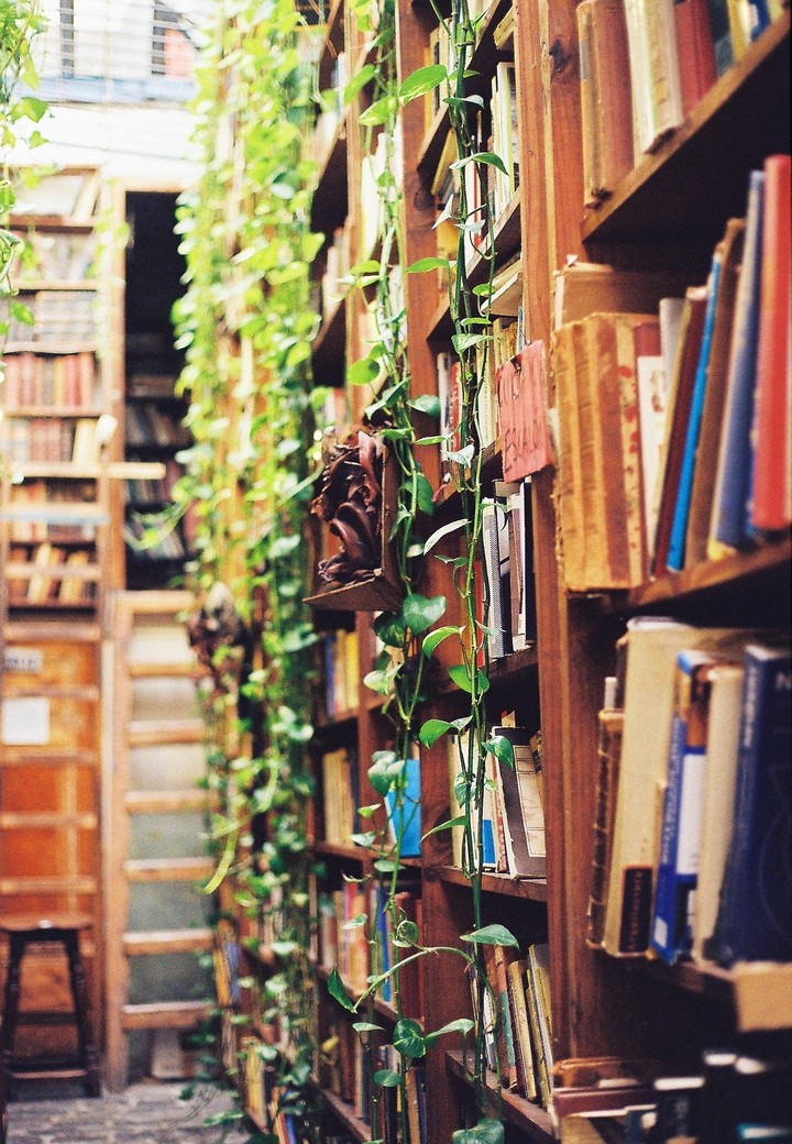 bookshelf with plants