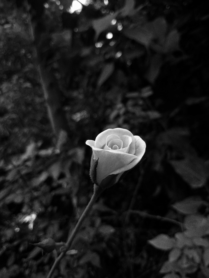 New born rose