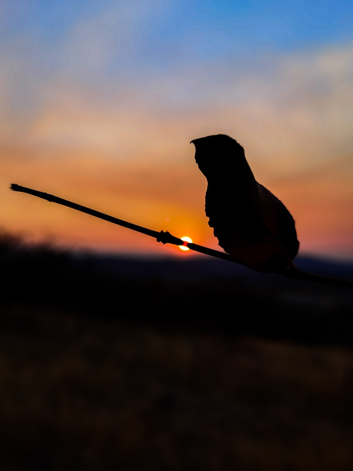 Sunsets