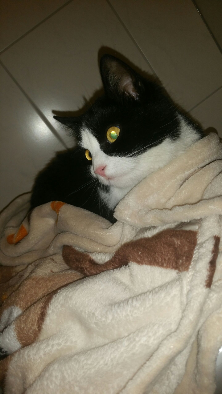 cat