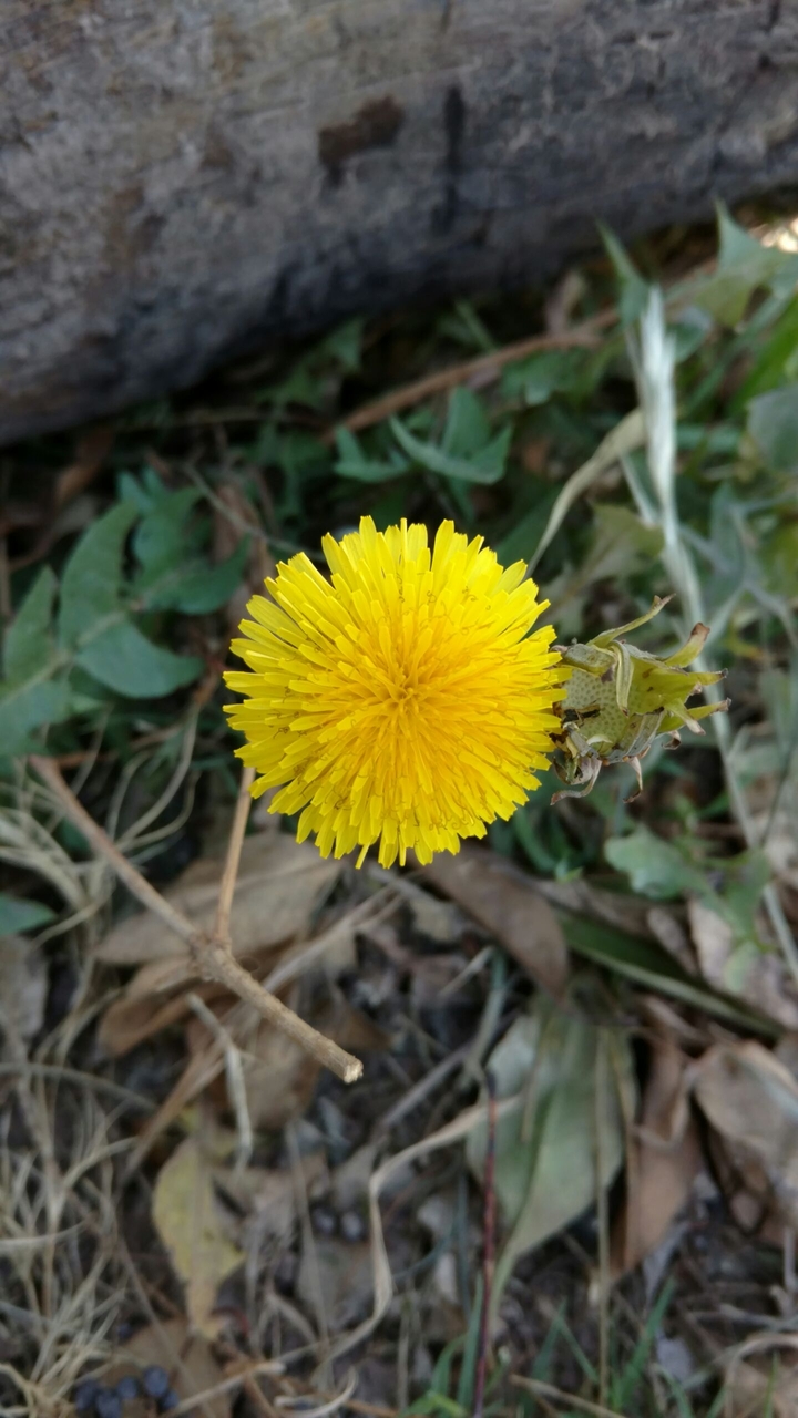 Diente de león