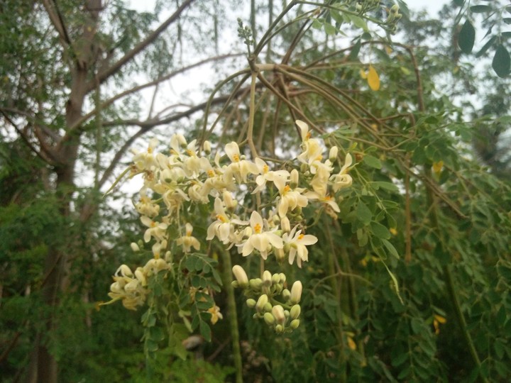 flower