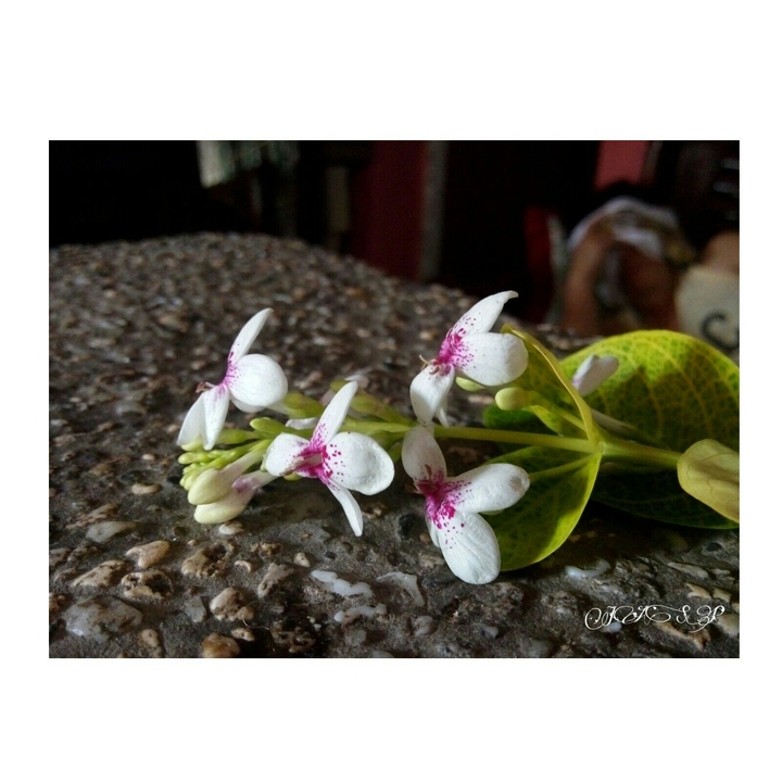 Flowery Flower 