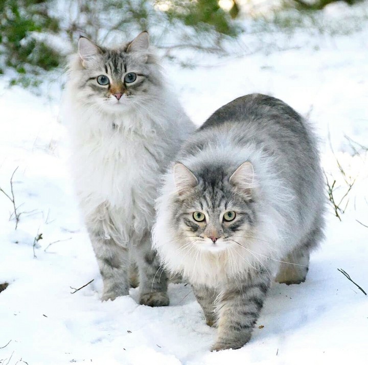 коты