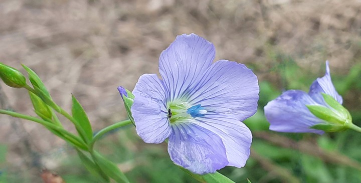 fleur bleue