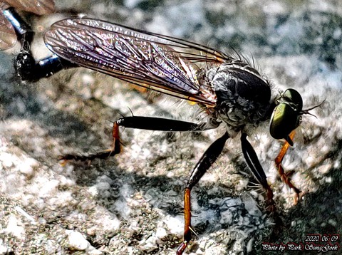 invertebrate, tachinidae wallpapers
