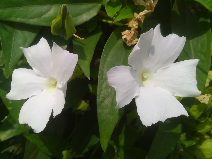 flower
