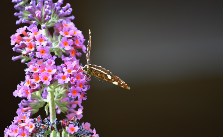 purple