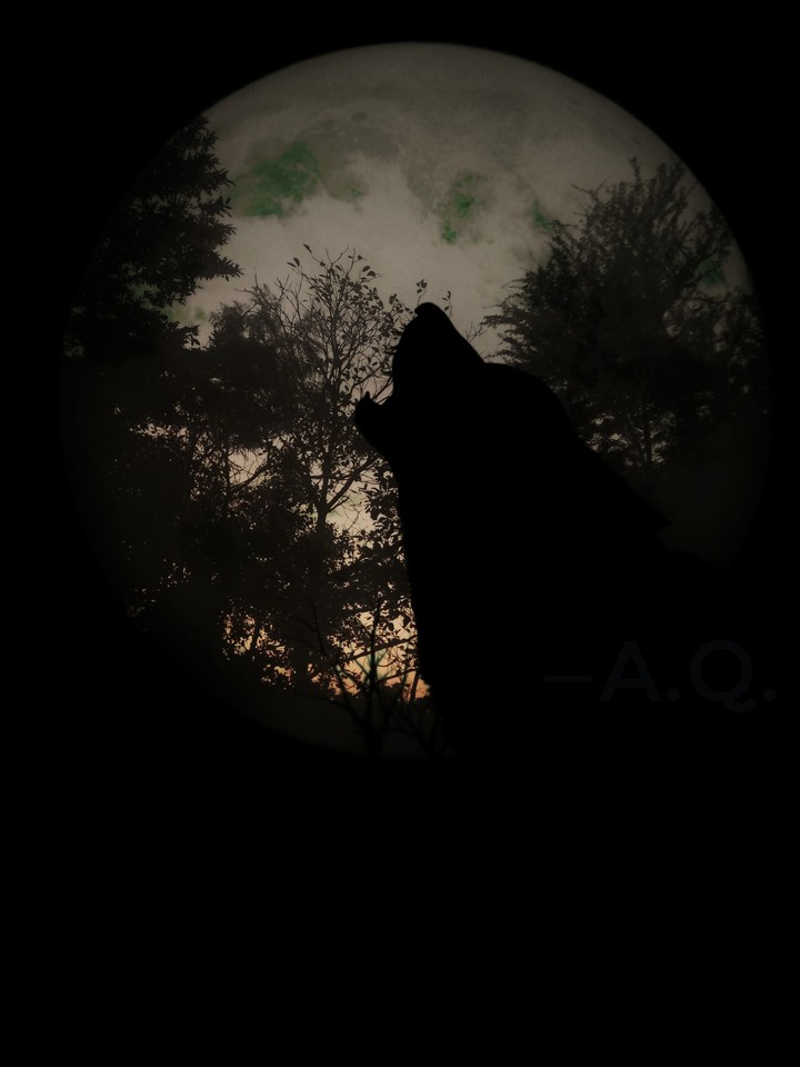 wolf