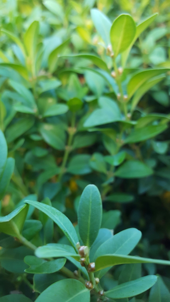 Bush