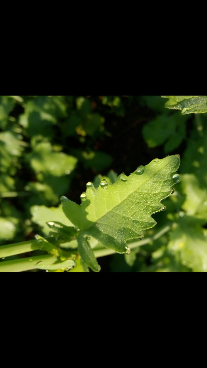 water drops