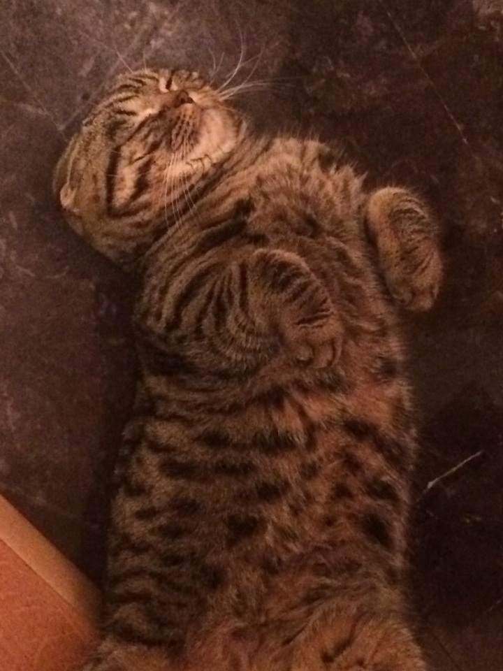 Милота