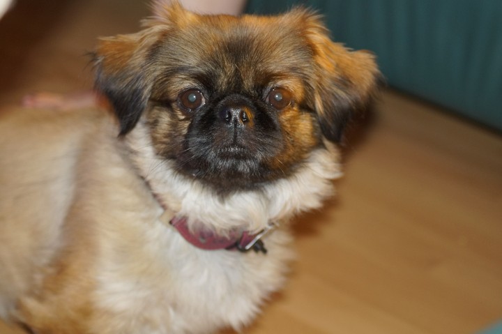 Pekingese dog - my Nuka
