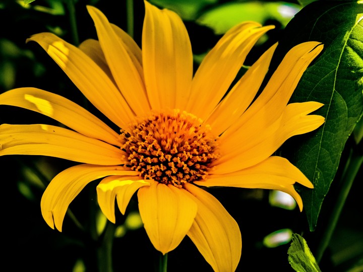 Yellow Rays