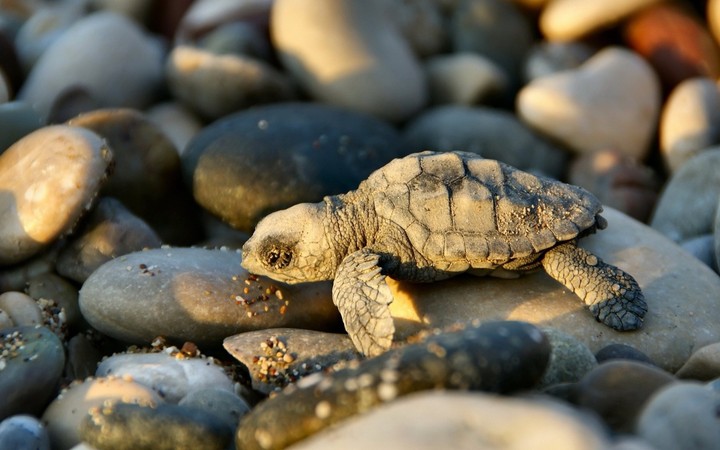 Little turtle