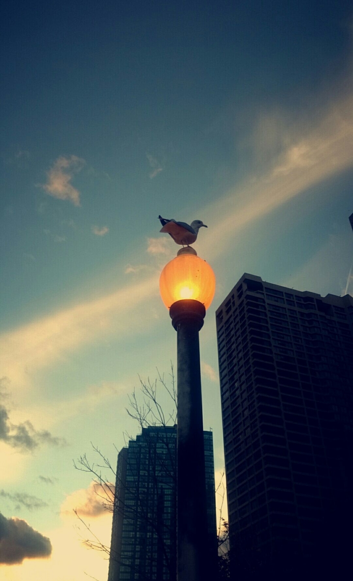 bird, light, afternoon, relaxing