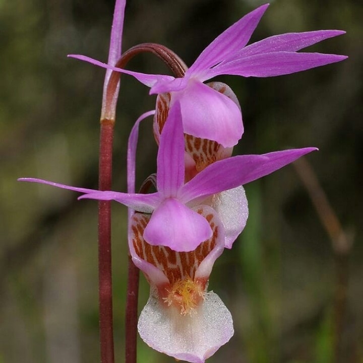 orchide...