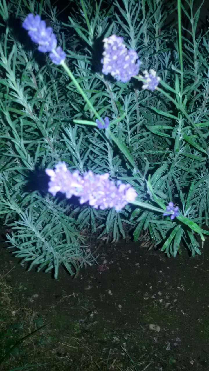 Lavendel
