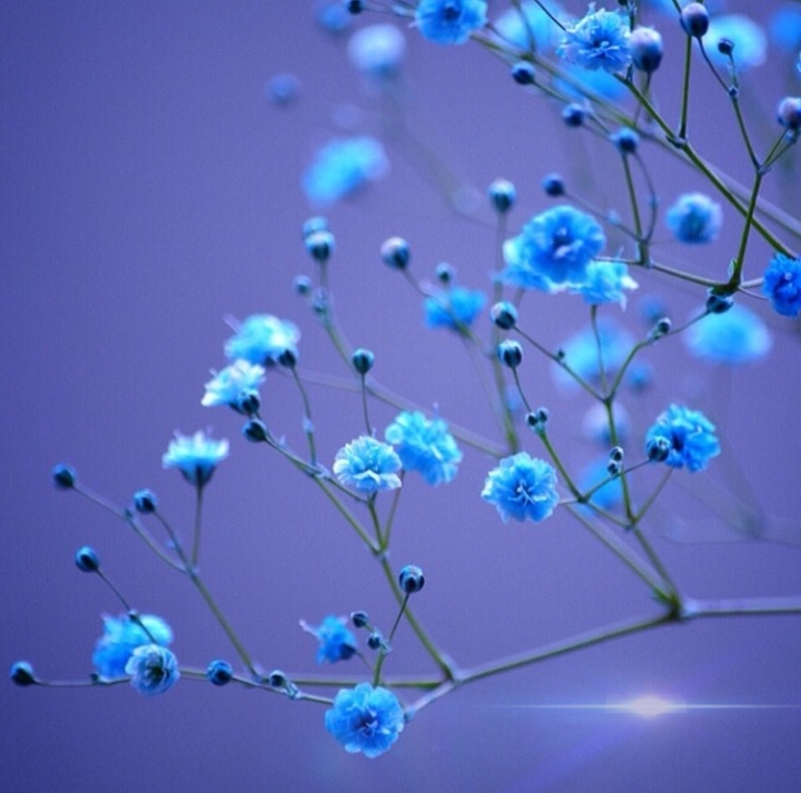 little blue blossom
