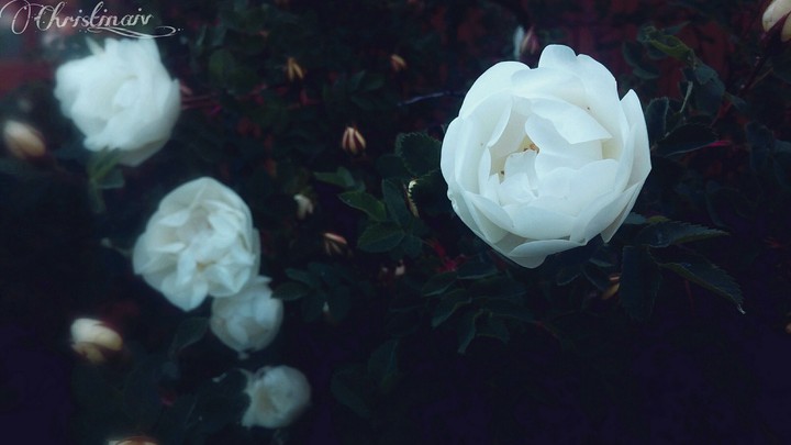 Roses