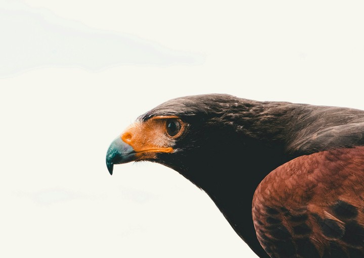 Falcon
