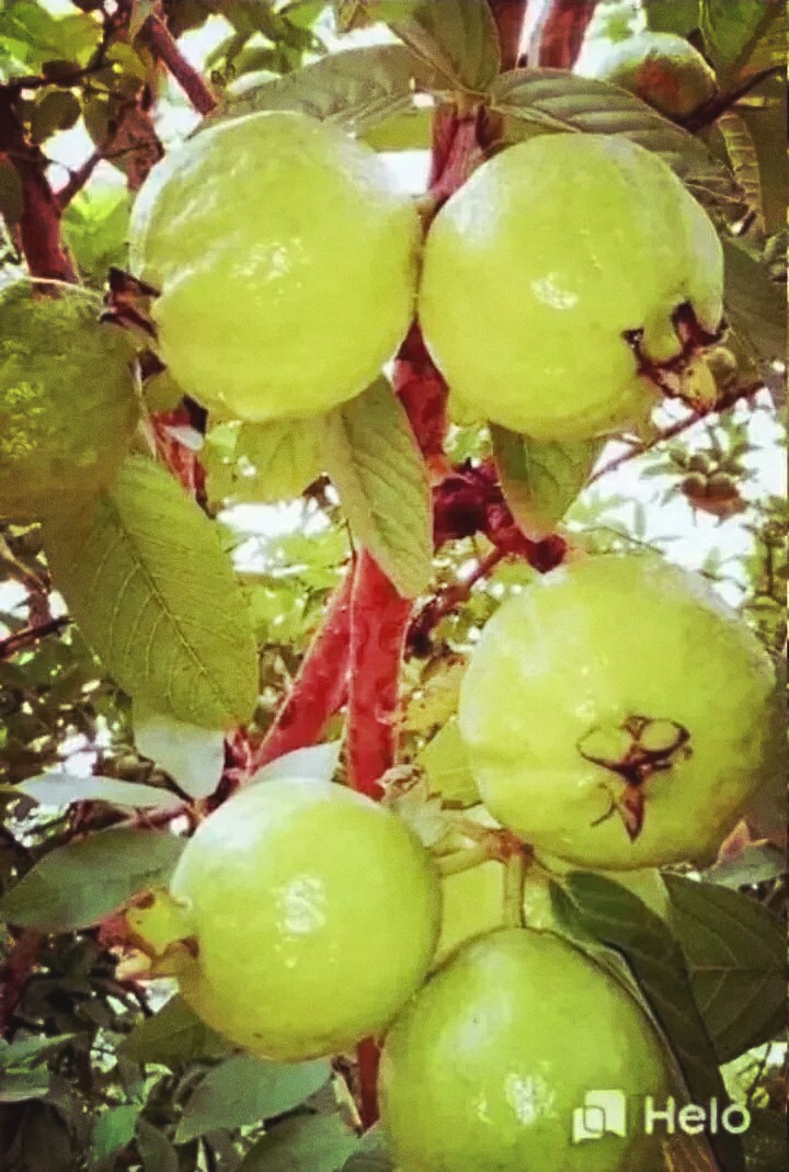 guava