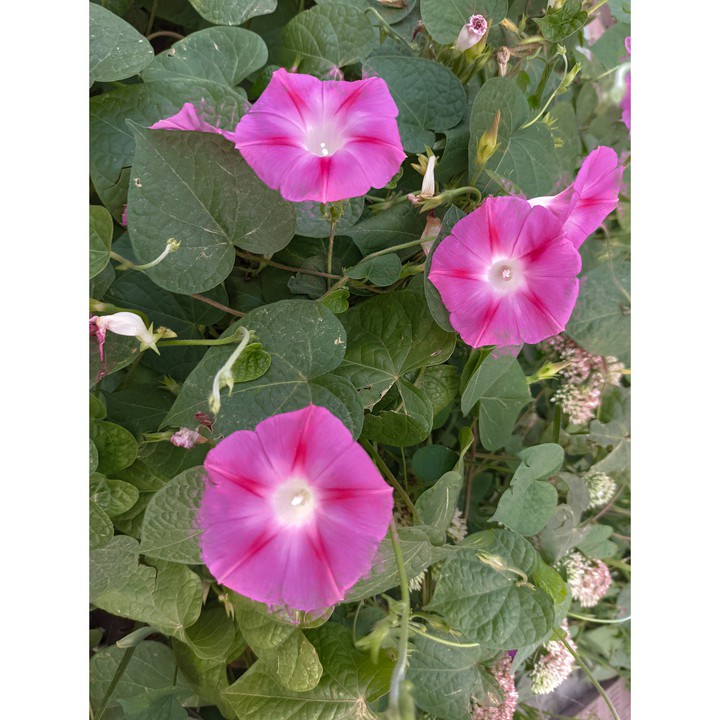 #Україна #літо #summer   2021