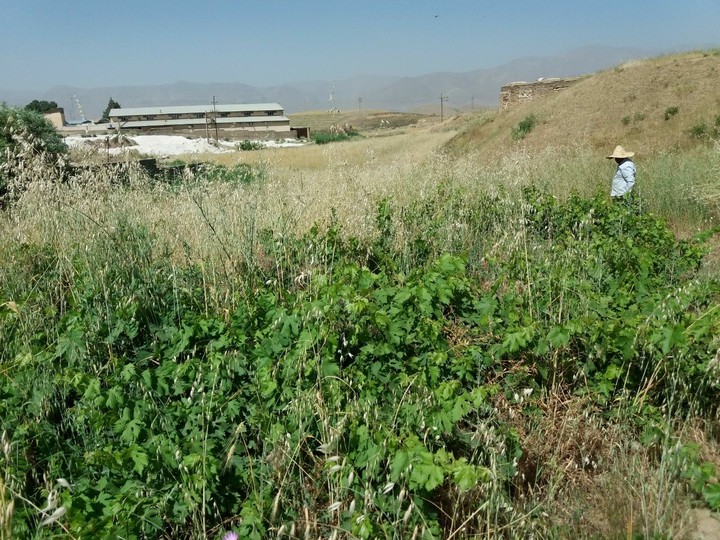 مزرعه من