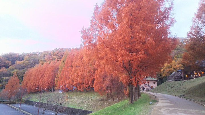紅葉、公園
