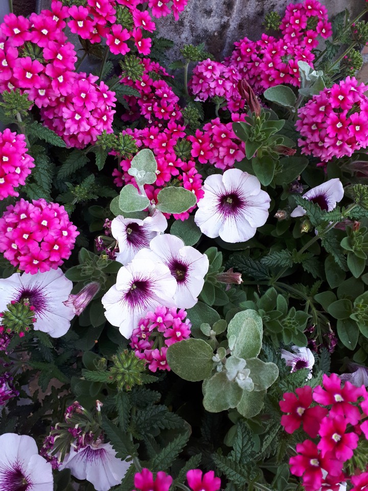 Garden flowers