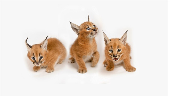 cat cubs