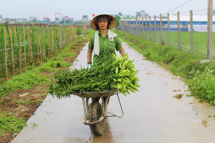 Thu hoạch hoa loa kèn