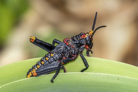 fonds d'écran parasite, pollinator