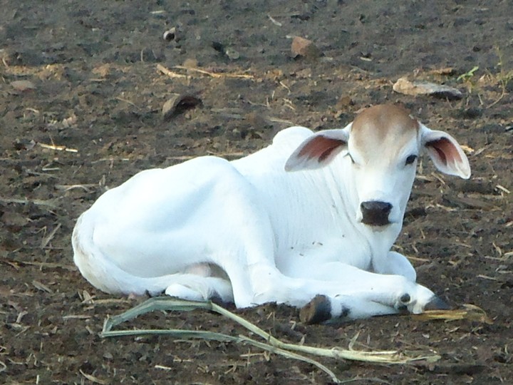 bezerro