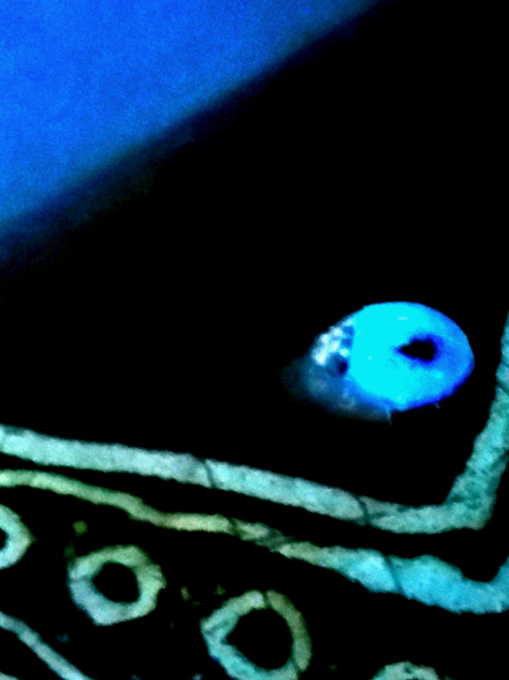 dreamscape blue bug
