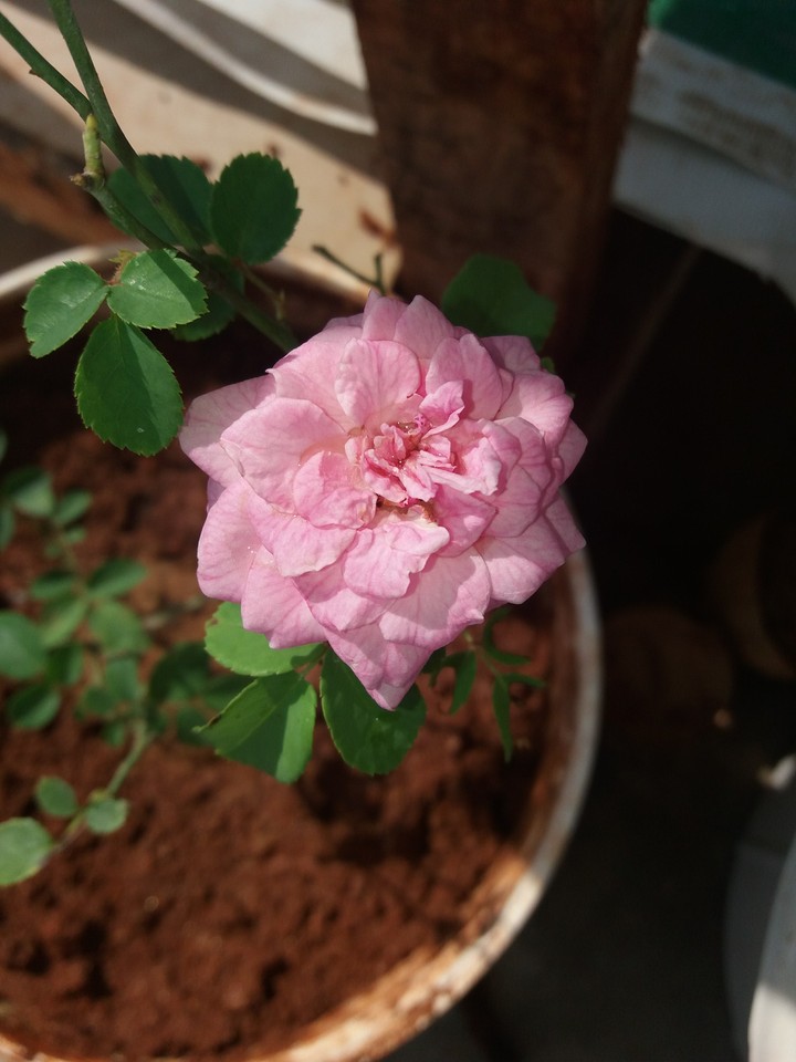 paneer rose